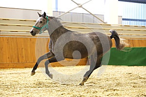 Running lipizzaner horse in empty riding hall