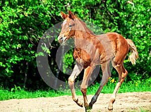 Running little chestnut foal