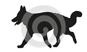 Running long-haired german shepherd dog puppy. Black dog silhouette. Pet animals. Isolated on a white background