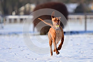 Running Magyar vizsla with a ball in its mouth