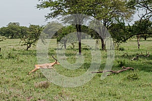 Running male impala in Northern Serengeti, Tanzania