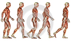 Running Male muscle study