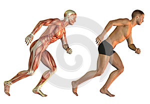 Running man anatomy study
