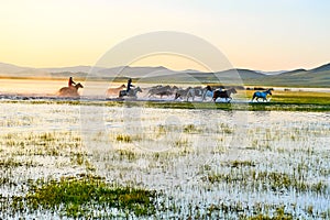 The running manada in water sunrise photo