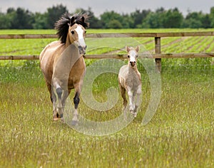 Running Mare and Foal