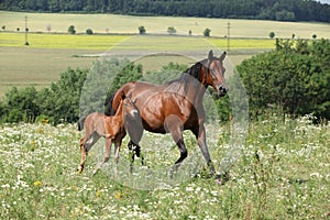 Running Mare With Foal