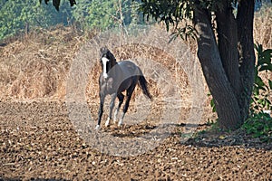 Running marwari black stallion at freedom.  Gujarat, India