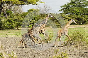 Running Masai giraffes