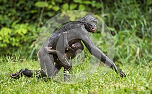 Running Mother and Cub of chimpanzee Bonobo in natural habitat. Green natural background.