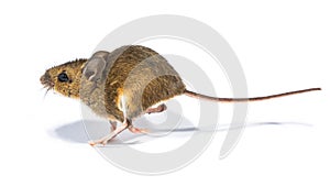 Running mouse isolated on white background