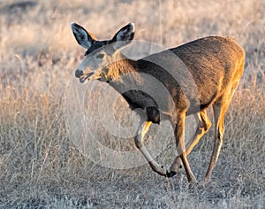 Running Mule Deer Doe - Wild Deer on the High Plains of Colorado