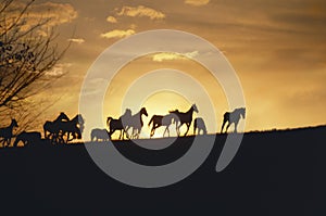 Running mustang horses at sunset