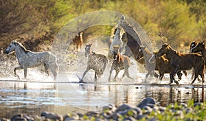 Running Mustangs in Salt River, Arizona