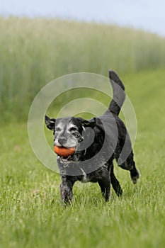 Běh starší pes 