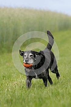 Running older dog