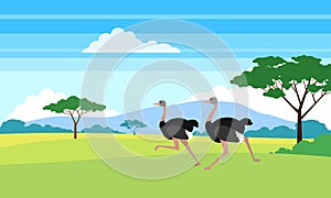 Running ostrich in african savannah landscape