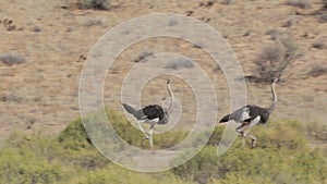 Running Ostrich, Struthio camelus