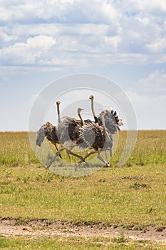 Running ostriches on the savanna