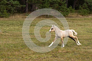 Running palomino foal in the field