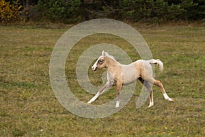 Running palomino foal in the field