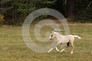 Running palomino foal in the field