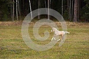 Running palomino foal in the field