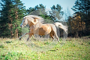 Running palomino welsh pony with long mane posing at freedom