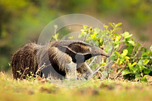 Running in pampas. Anteater, cute animal from Brazil. Giant Anteater, Myrmecophaga tridactyla, animal long tail and log muzzle nos