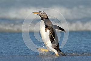 Running Penguin in the ocean water. Gentoo penguin jumps out of the blue water while swimming through the ocean in Falkland Island