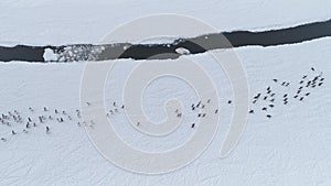 Running penguins group. Antarctica drone shot.