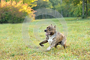 Running pitbull terrier dog