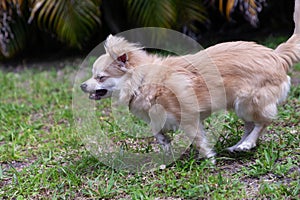 Running Pomeranian Chihuahua mix playing in a green yard