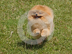 Running pomeranian dog