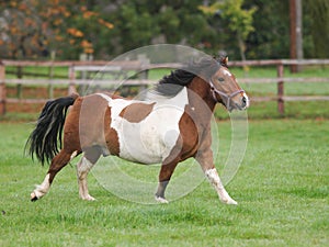 Running Pony photo