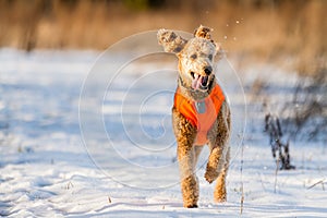 Running Poodle