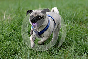 Running pug