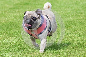 Running pug dog dirndl dress