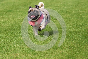 Running pug dog dirndl dress