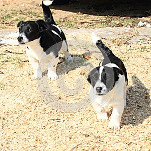 Running puppies