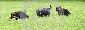 Running puppies on grass