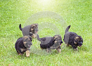 Running puppies on grass