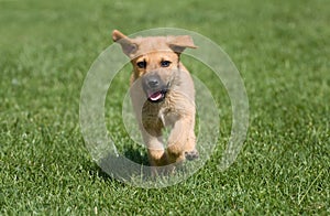 Running puppy