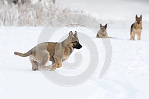 Running puppy