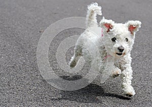 Running Puppy