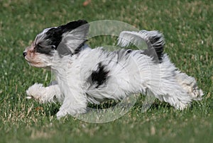 Running puppy