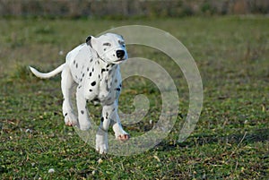 Running puppy dalmatian