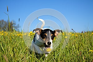Running puppy with dandelion