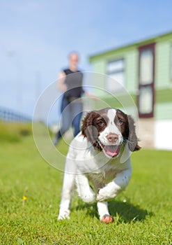 Running puppy dog photo