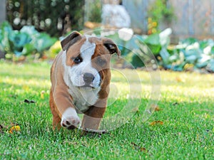 Running a puppy in the garden photo