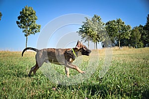 running puppy of german shepherd,
